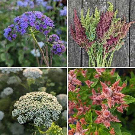 Filler Flowers