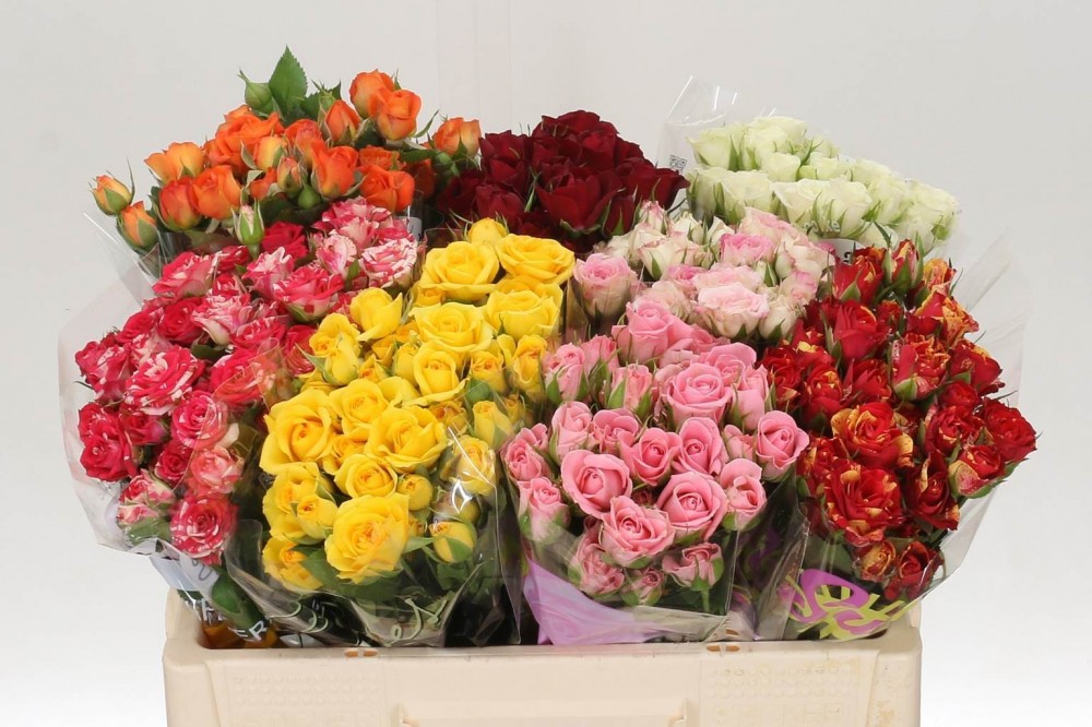 Spray Roses
