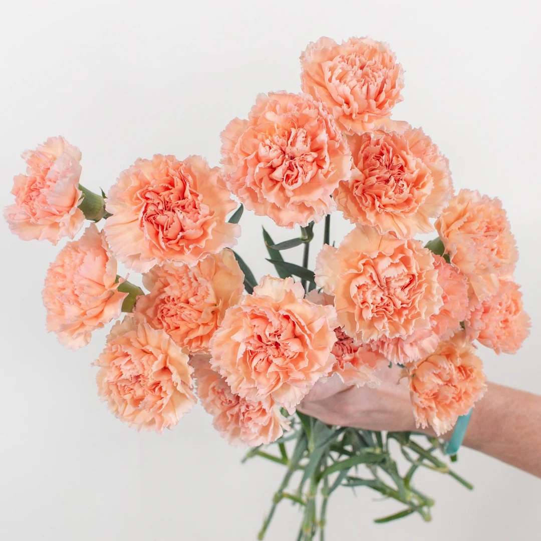 Carnations