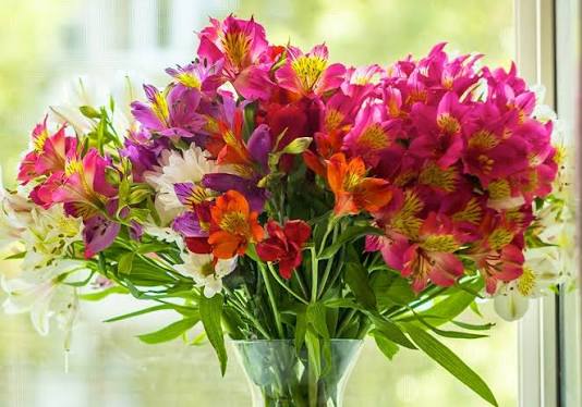 Alstroemeria