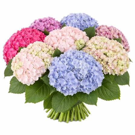 Hydrangeas