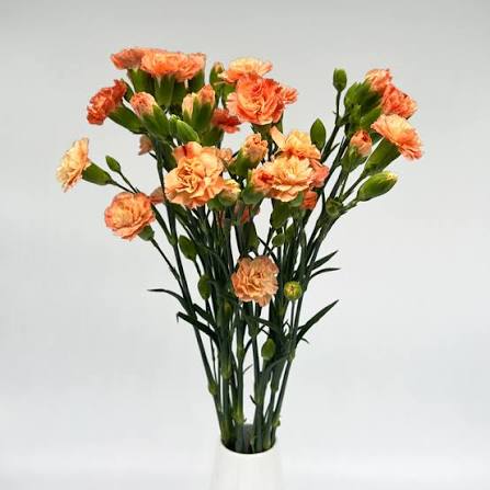 Orange Spray Carnation