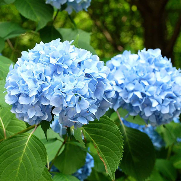 Blue Hydrangea