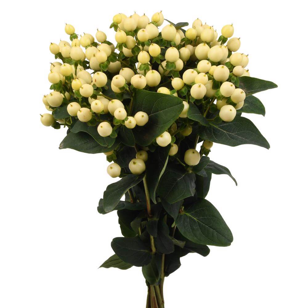 Hypericum Magic Snow Prince