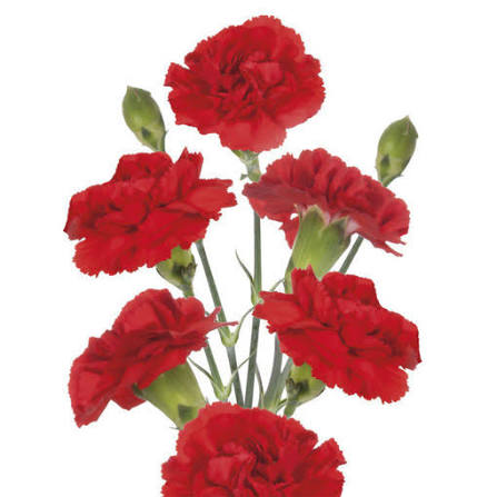 Red Spray Carnation