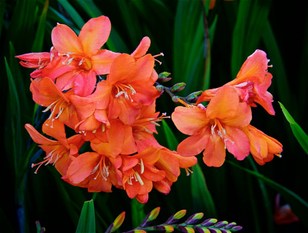 Crocosmia