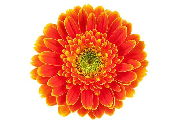 Orange Gerbera
