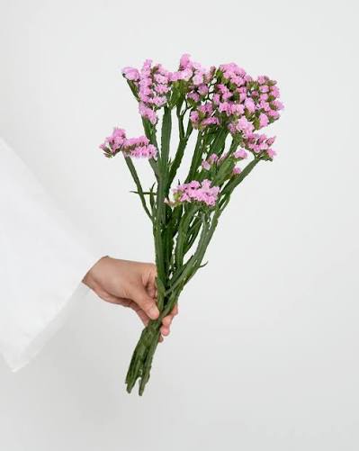Pink Statice