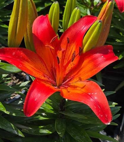 Red Asiatic Lily