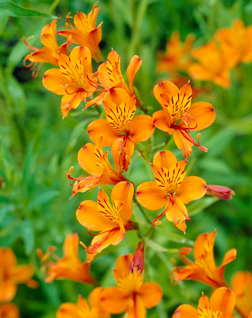 Orange Alstroemeria