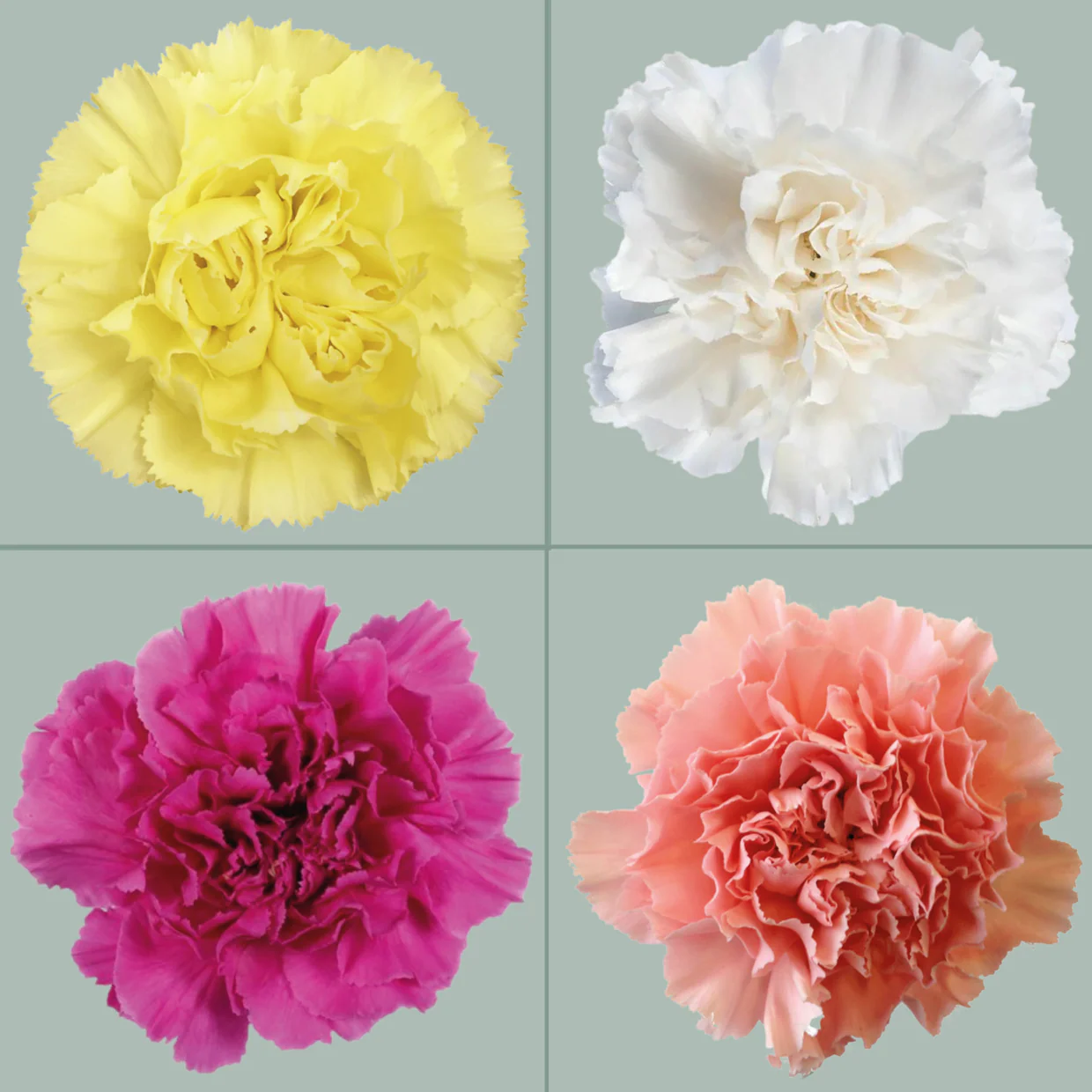 Mix Color Standard Carnation