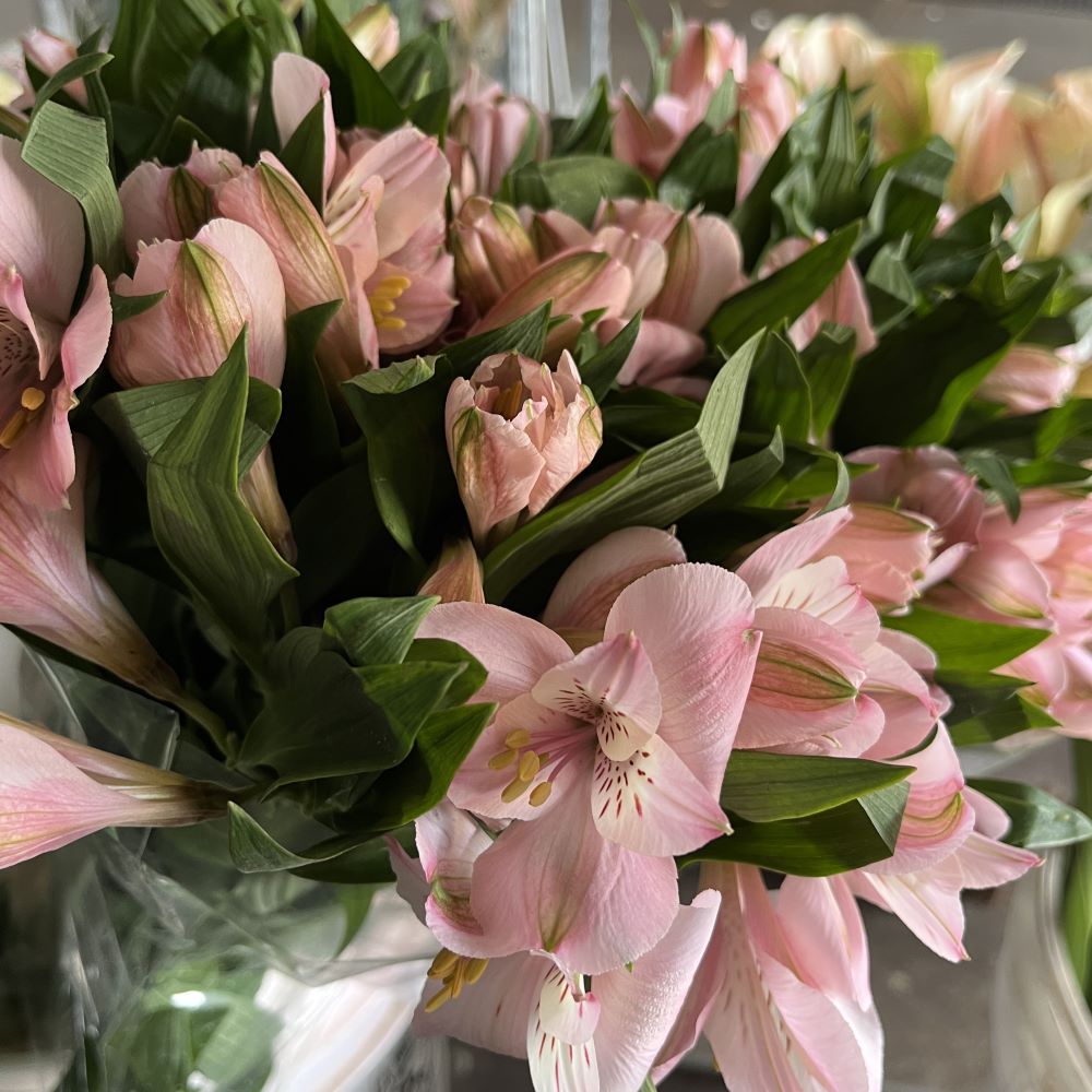 Pink Alstroemeria