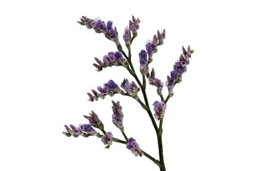 Limonium Skylight
