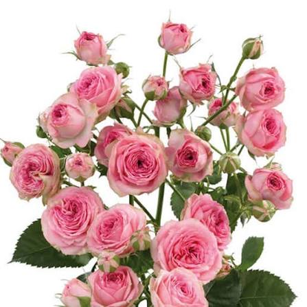 Pink Babe (Super Premium)