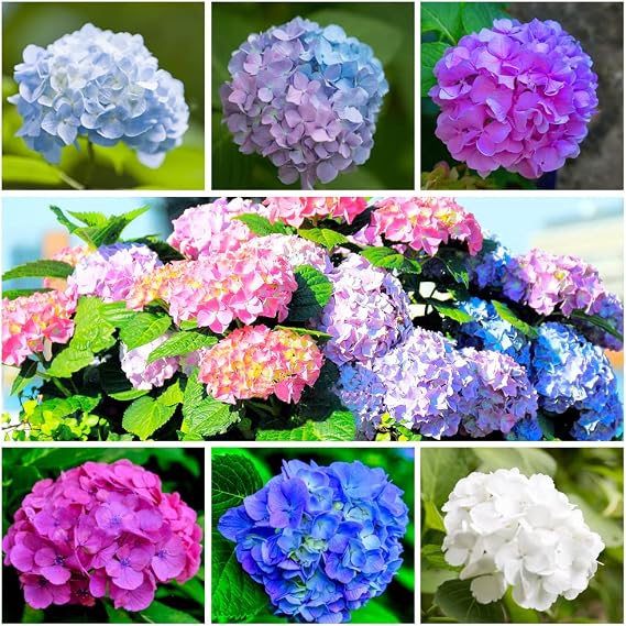 Mix Color Hydrangea
