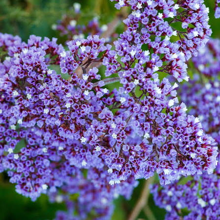 Limonium Perezi