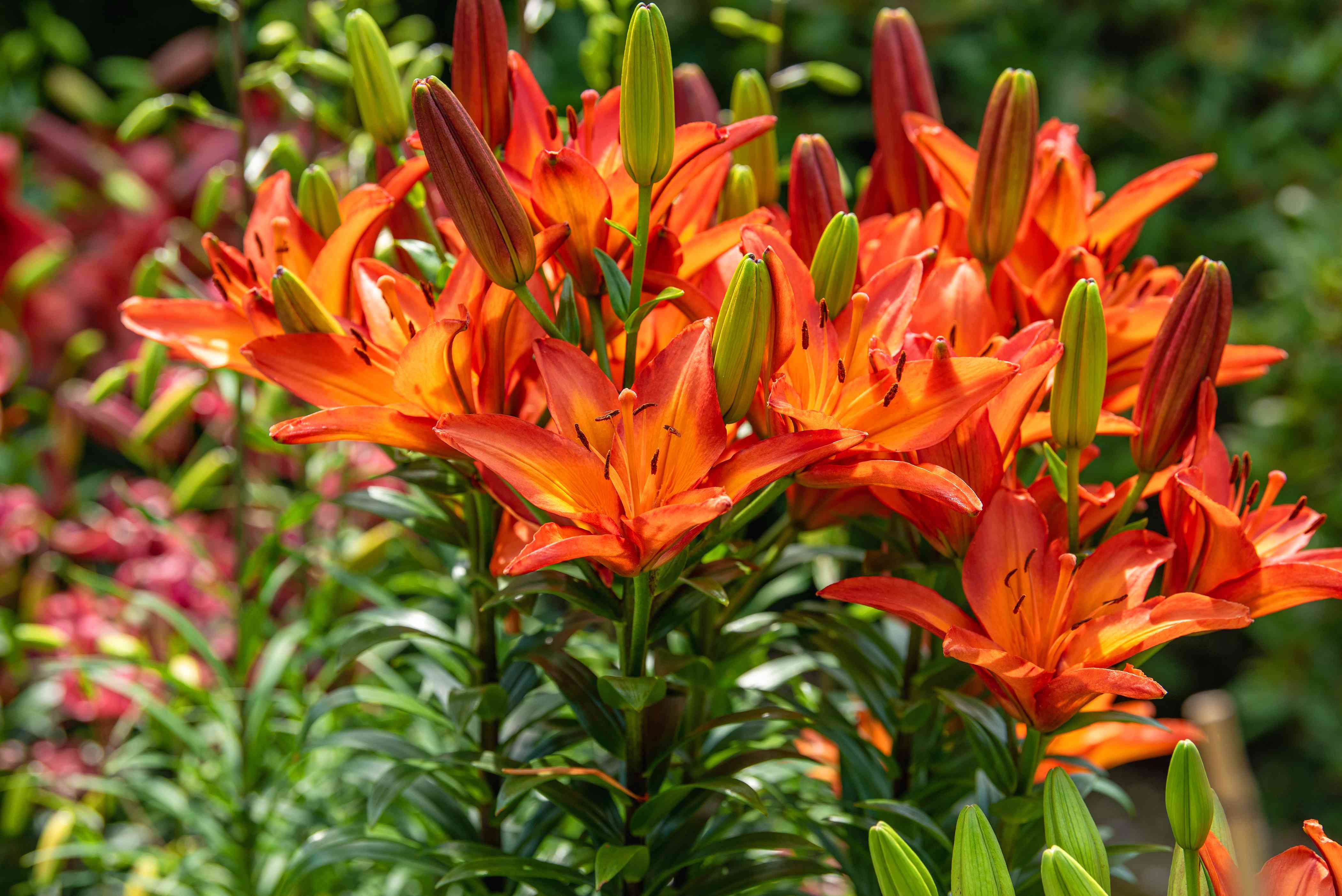 Orange Asiatic Lily