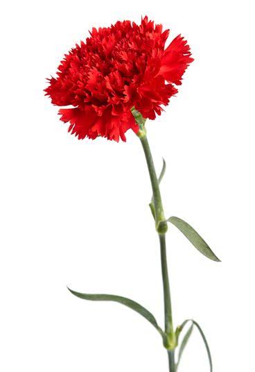 Red Standard Carnation