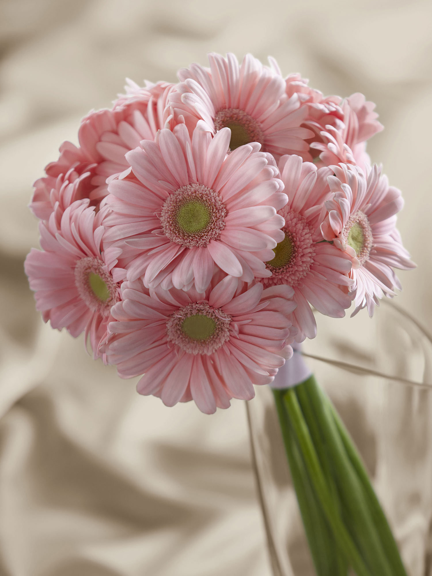 Pink Gerbera