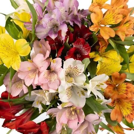 Mix Color Alstroemeria