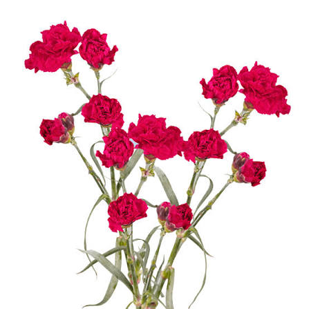 Hot Pink Standard Carnation