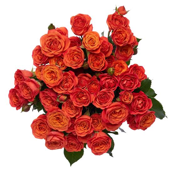 Orange Babe (Super Premium)