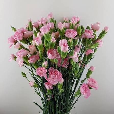 Light Pink Spray Carnation