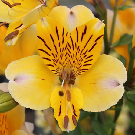 Yellow Alstroemeria