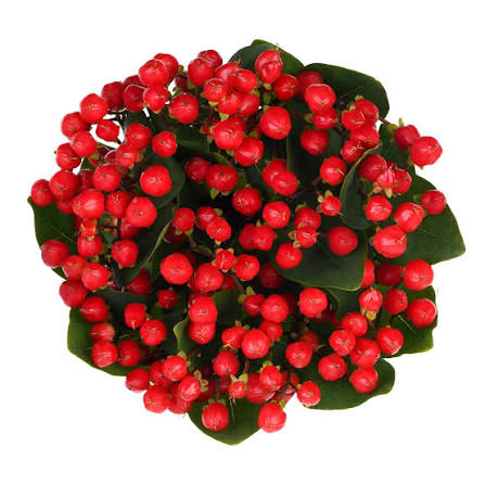 Hypericum Red