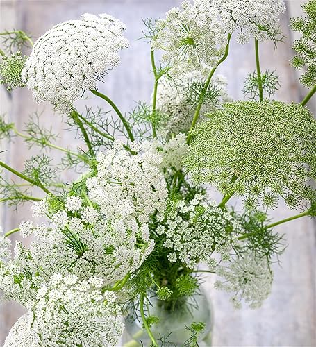 Ammi Visnaga