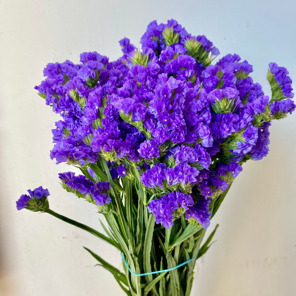Purple Statice