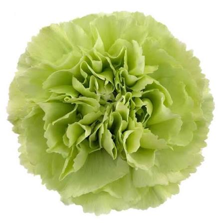 Lime Green Standard Carnation