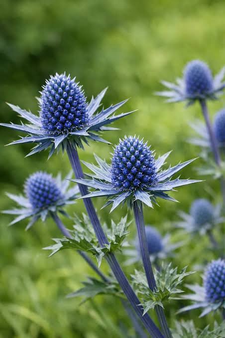 Eryngium Planum