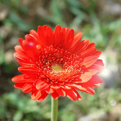 Red Gerbera