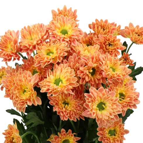 Orange Spray Chrysanthemum