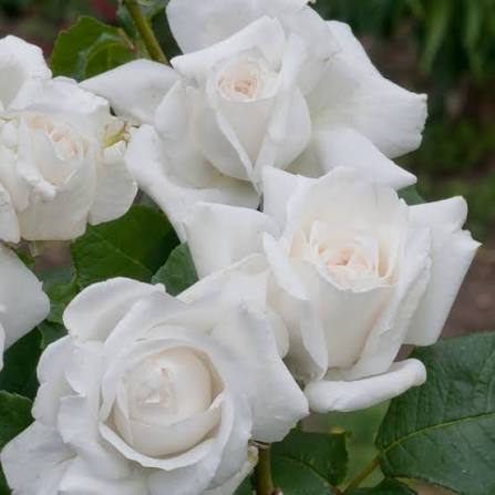 Ivory (Regular)