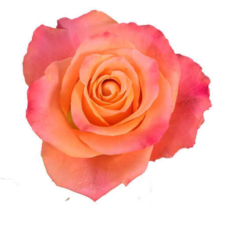 Mariyo Rose