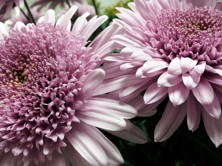 Lavender Lilac Purple Deco Chrysanthemum