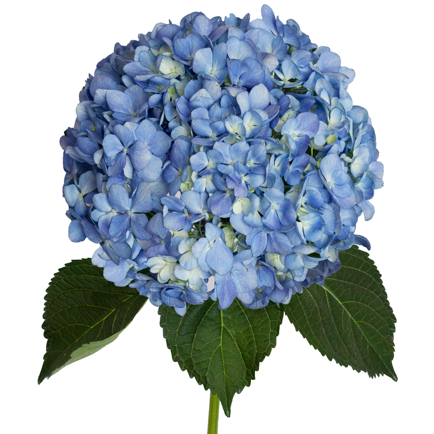 Shocking Blue Hydrangea