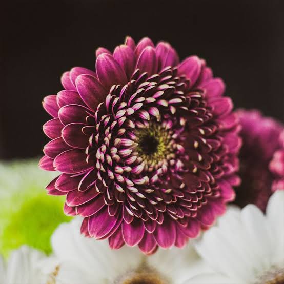 Purple Gerbera
