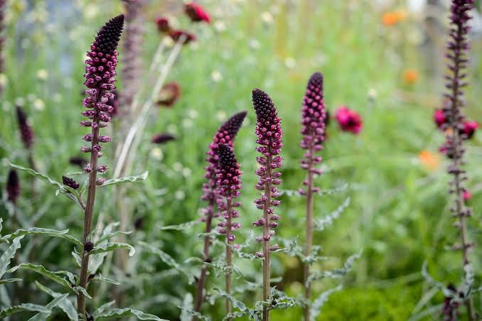 Lysimachia