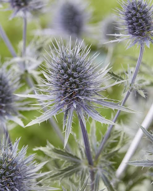 Eryngium Anita