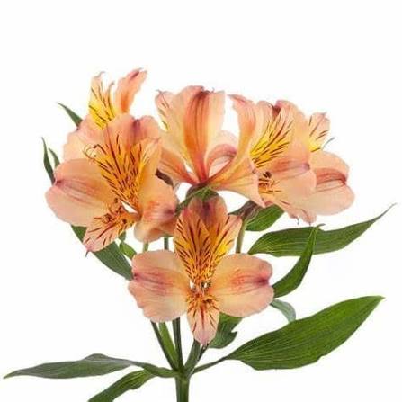 Peach Alstroemeria