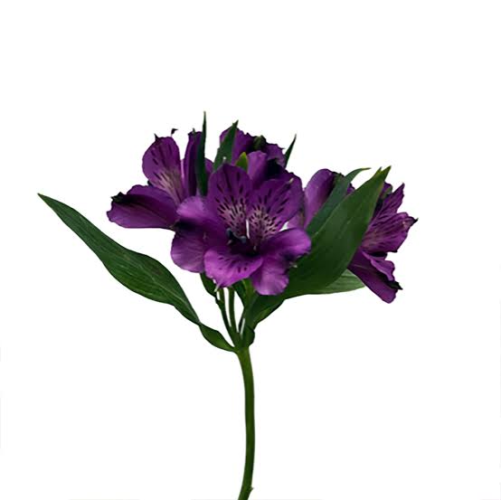 Purple Alstroemeria