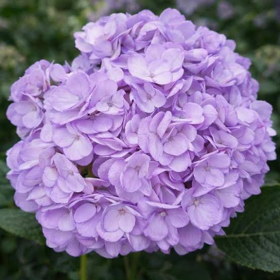 Lilac Purple Hydrangea