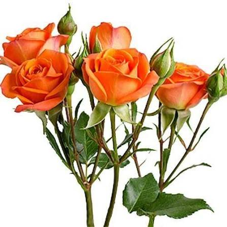 Orange Babe (Regular)