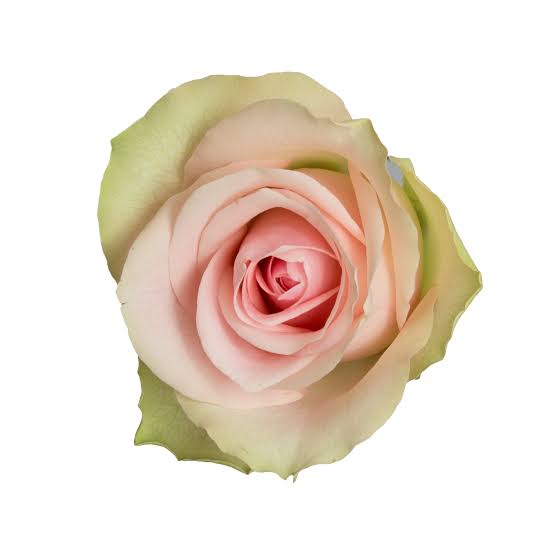 Belle Rose