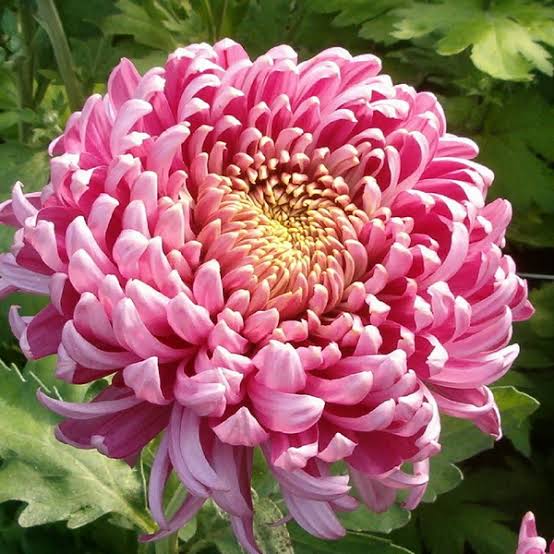 Pink Spray Chrysanthemum