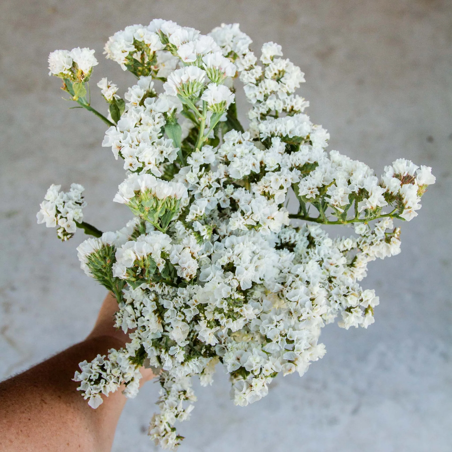 White Statice