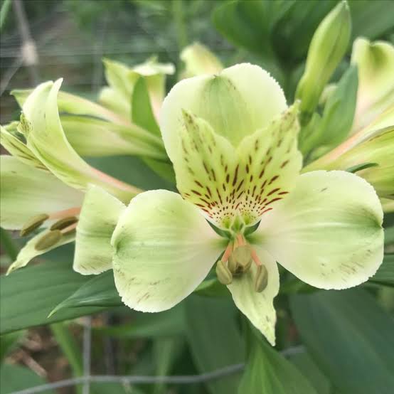 Lime Green Alstroemeria